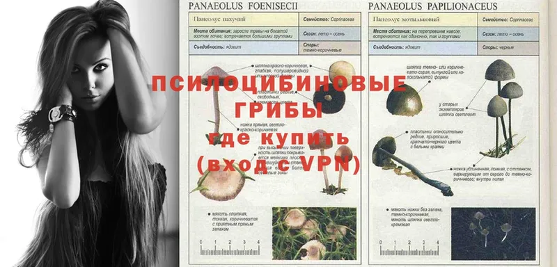 Галлюциногенные грибы Psilocybe  Лесозаводск 